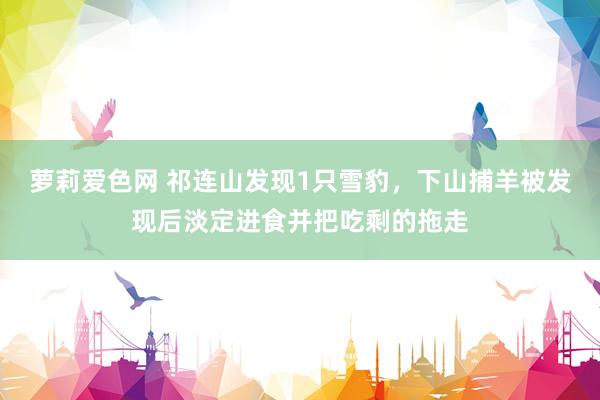 萝莉爱色网 祁连山发现1只雪豹，下山捕羊被发现后淡定进食并把吃剩的拖走